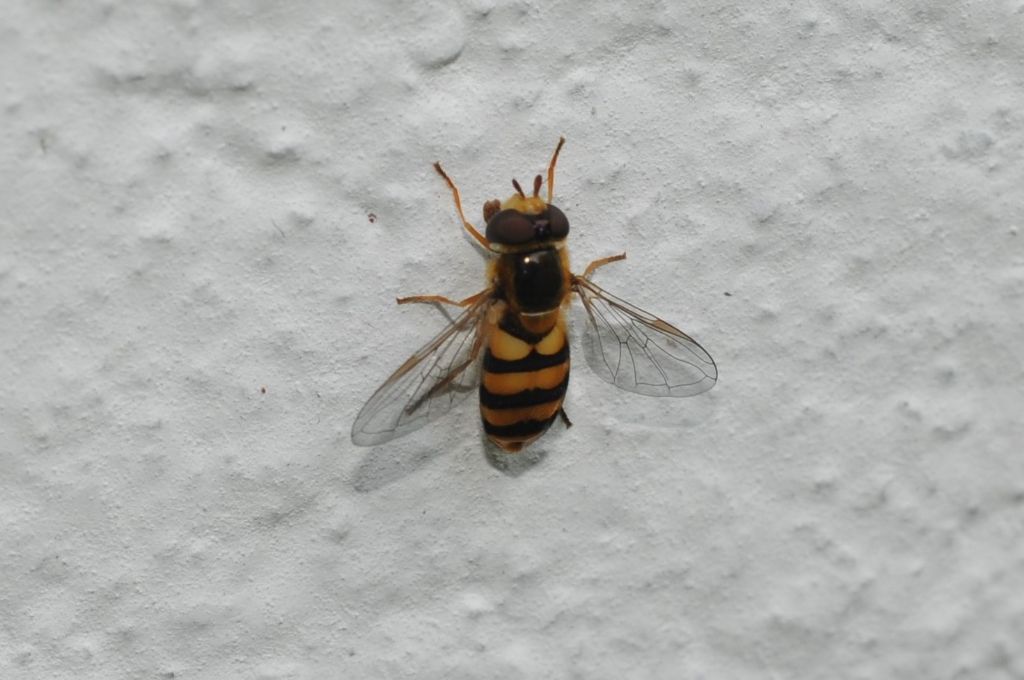 Eupeodse cfr. latifasciatus, femmina  (Syrphidae)