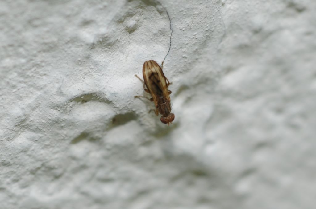 Opomyza sp. (Opomyzidae)