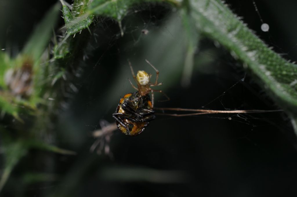 Mangora acalypha e Phylloneta sp. - S. Giuliano N.(AL)