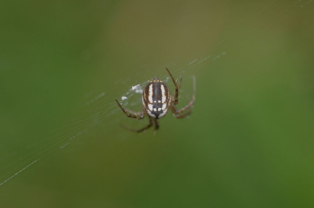 Mangora acalypha e Phylloneta sp. - S. Giuliano N.(AL)