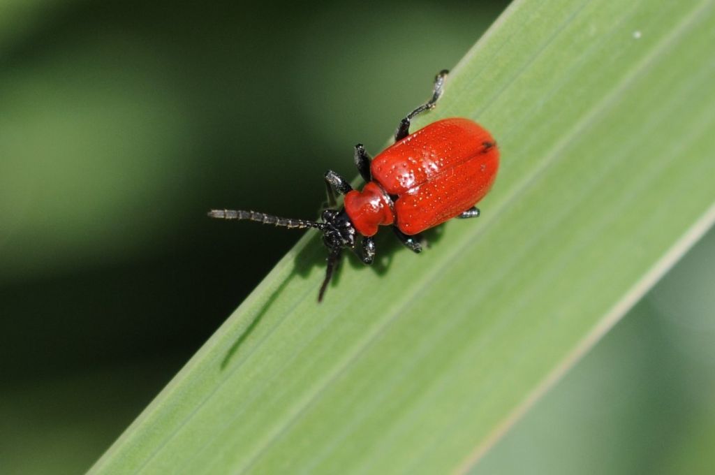 Lilioceris lilii, Chrysomelidae