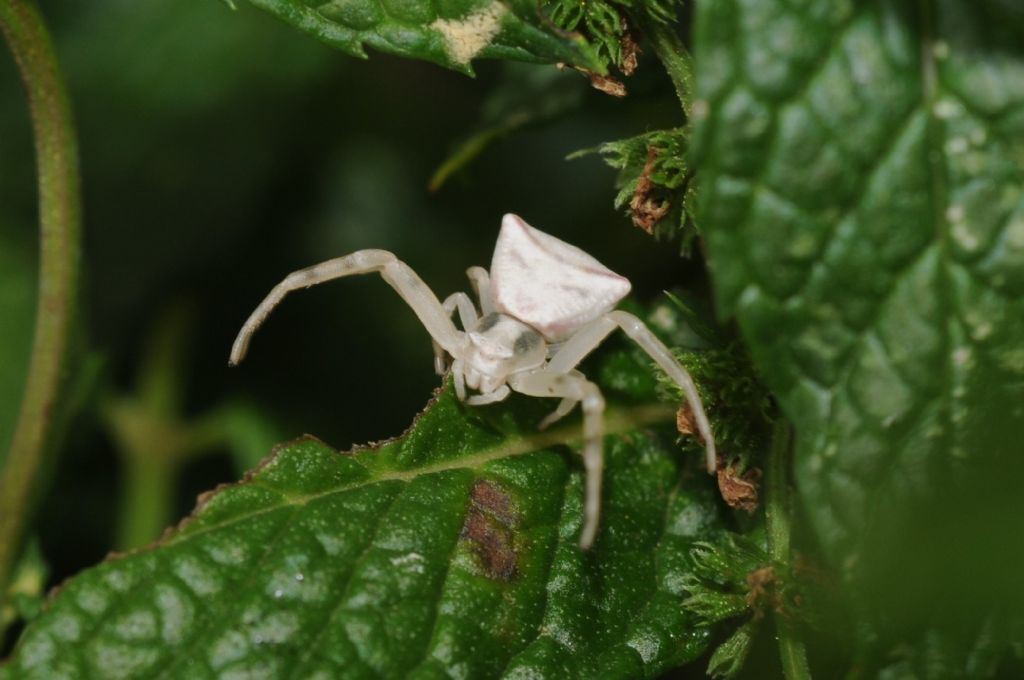 Thomisus onustus - S. Giuliano Nuovo (AL)