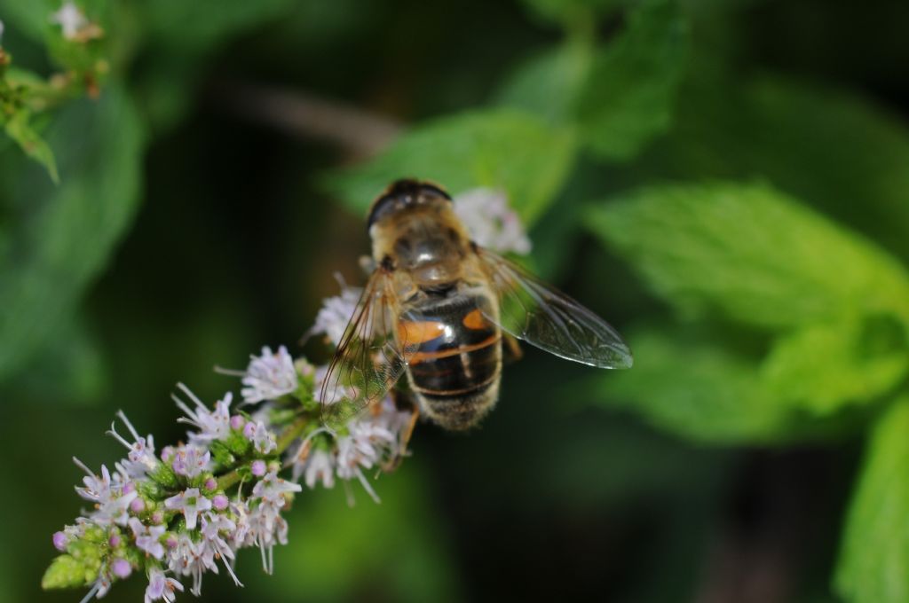 Syrphidae:  Eristalis tenax, maschio