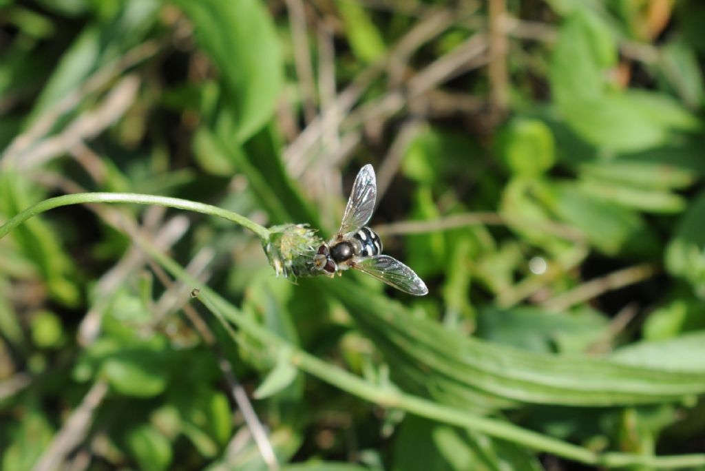 Syrphidae: Scaeva pyrastri, femmina