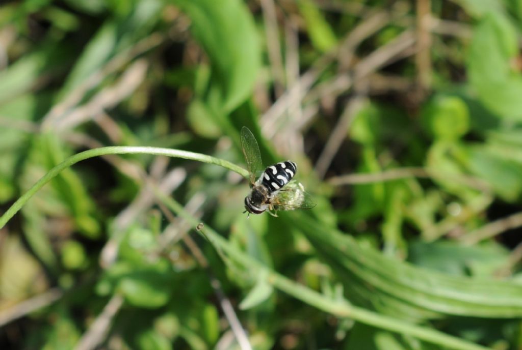 Syrphidae: Scaeva pyrastri, femmina