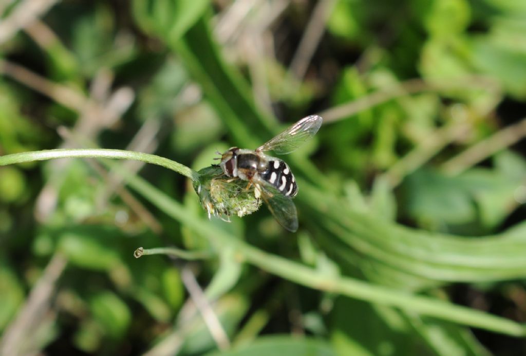 Syrphidae: Scaeva pyrastri, femmina