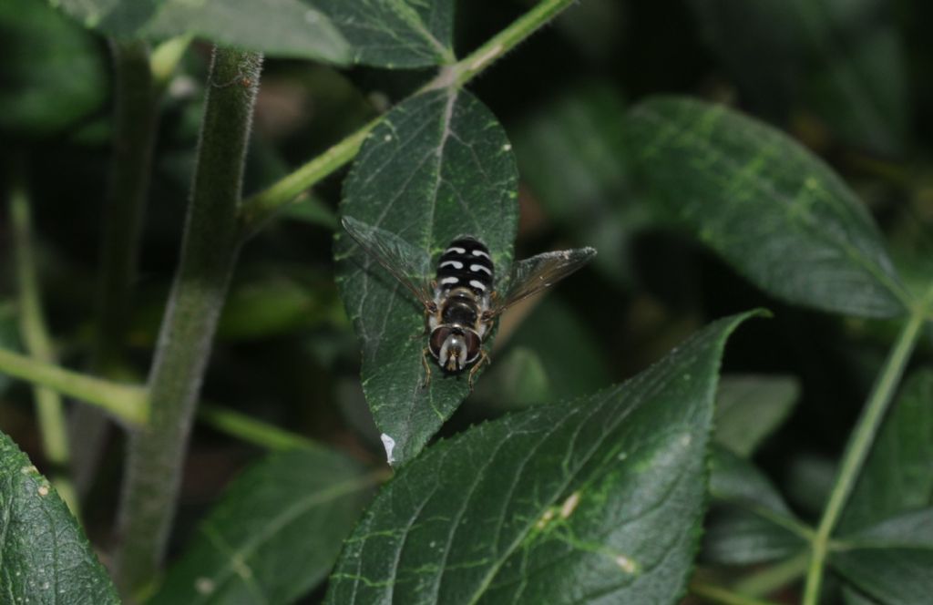 Syrphidae: Scaeva pyrastri, femmina