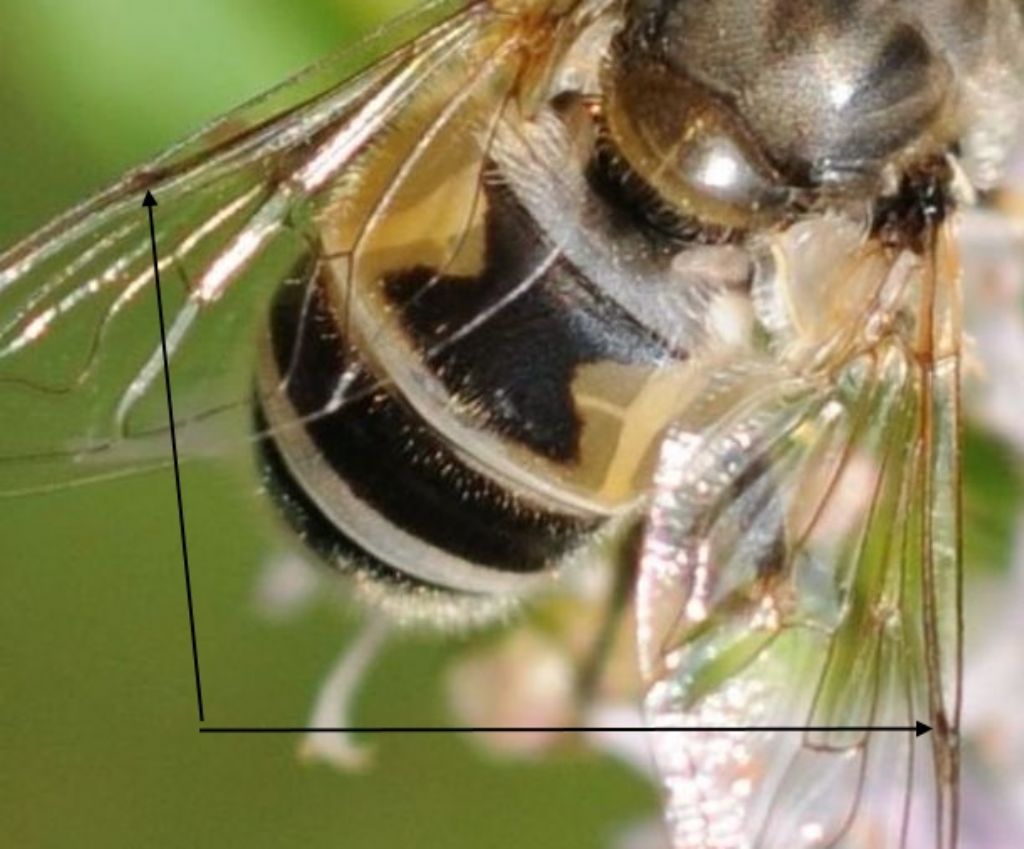 Quale Eristalis?  Eristalis cfr. arbustorum