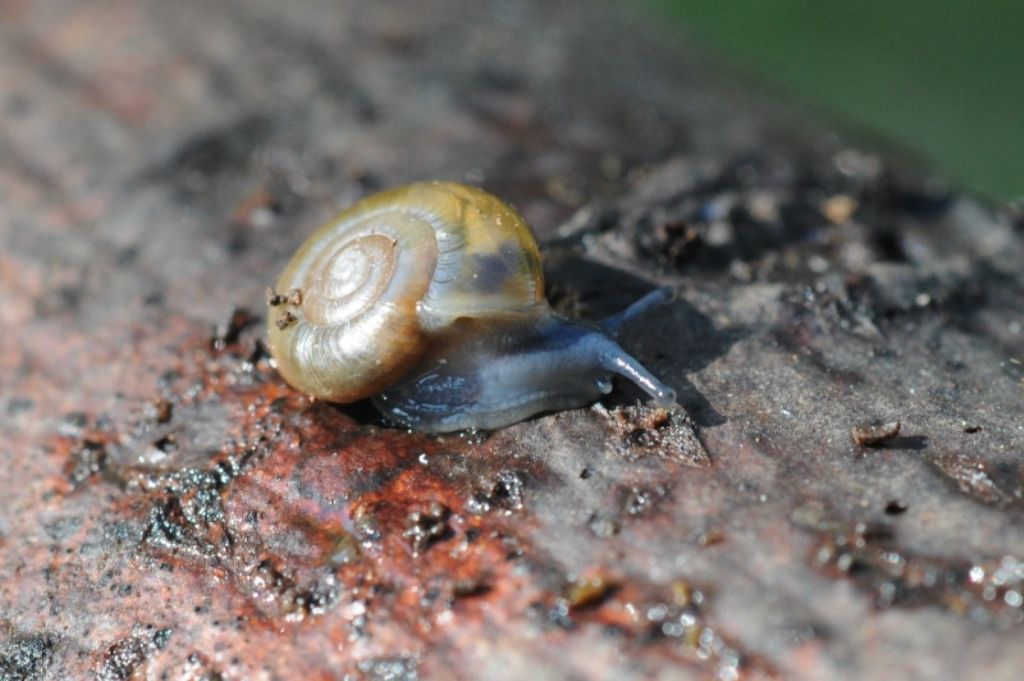 Chiocciolina bluastra da ID