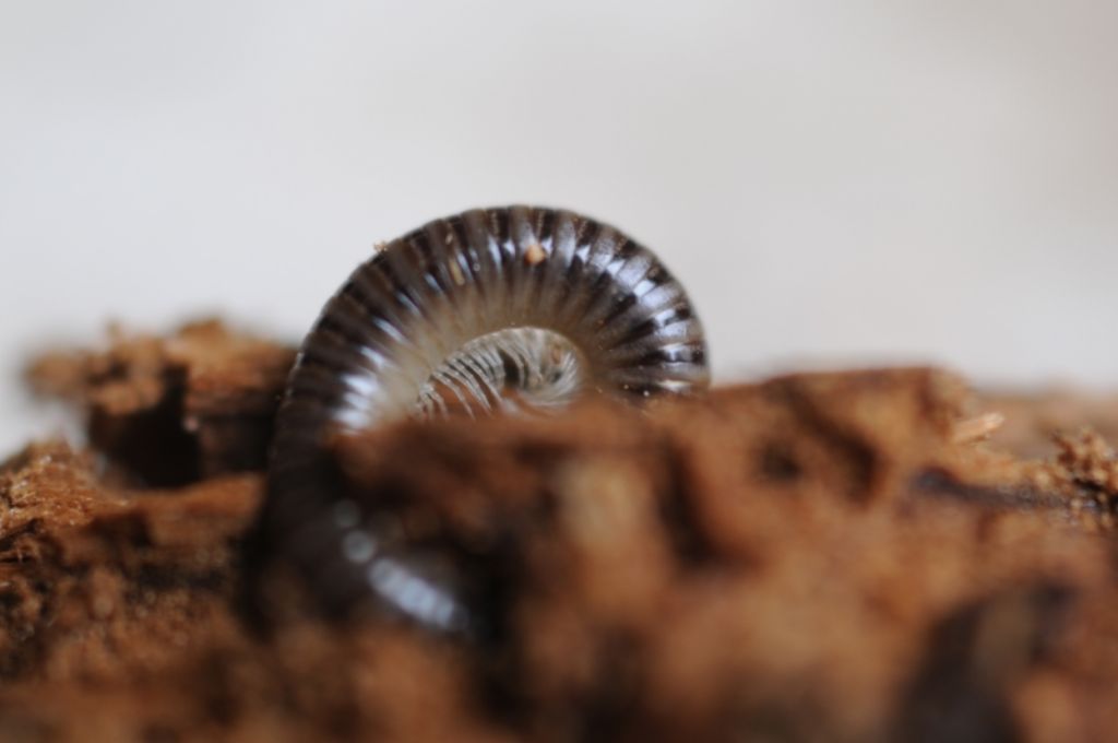 Julidae: Cylindroiulus sp.