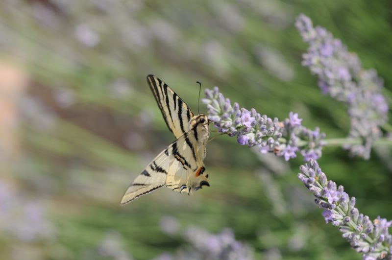 Senza code - Iphiclides podalirius