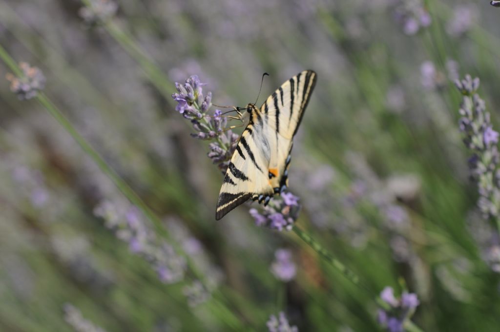 Senza code - Iphiclides podalirius