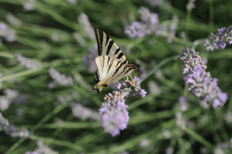 Senza code - Iphiclides podalirius