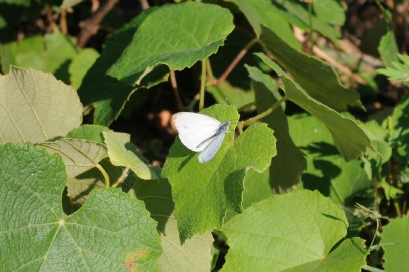 Pieris rapae