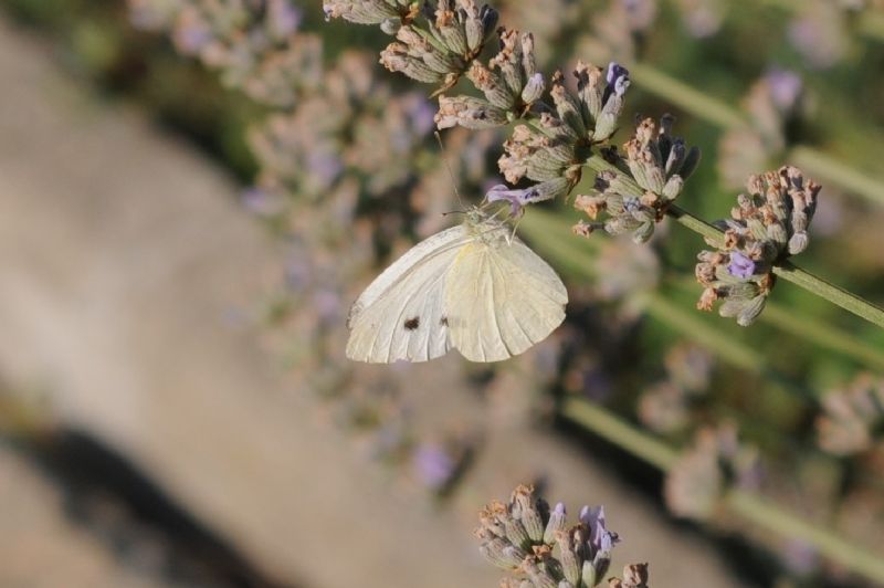 Pieris rapae