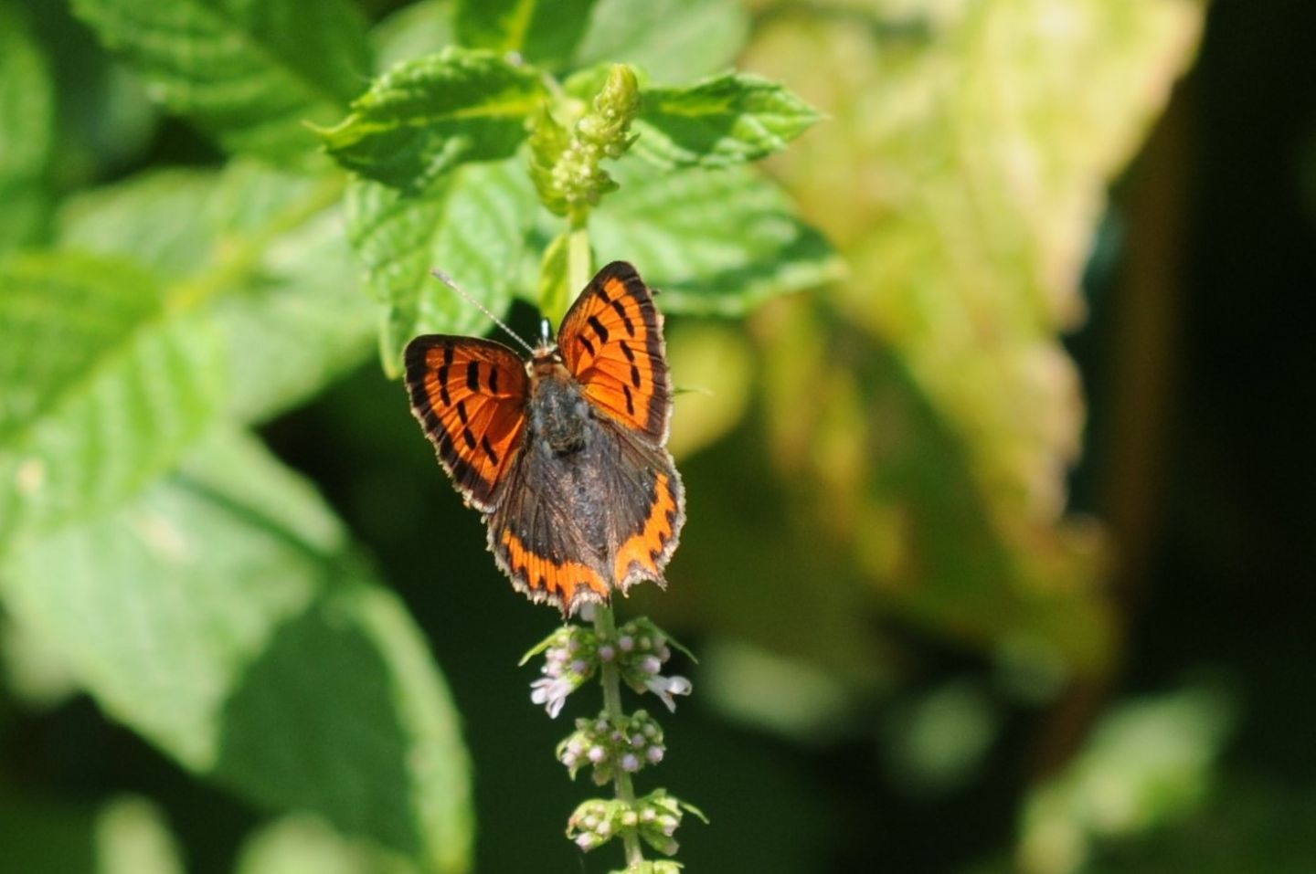 Pandora sp? - No, Lycaena phlaeas