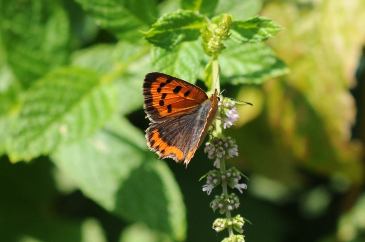 Pandora sp? - No, Lycaena phlaeas