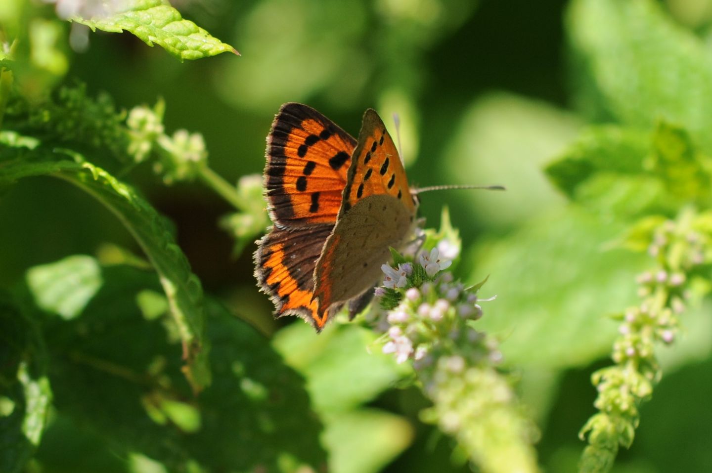 Pandora sp? - No, Lycaena phlaeas