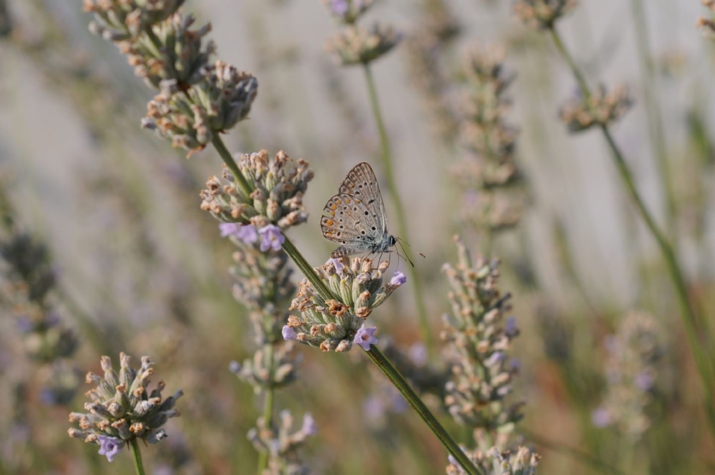 Licenidi da ID - Polyommatus (Polyommatus) icarus