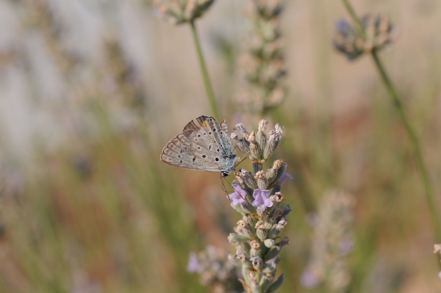 Licenidi da ID - Polyommatus (Polyommatus) icarus