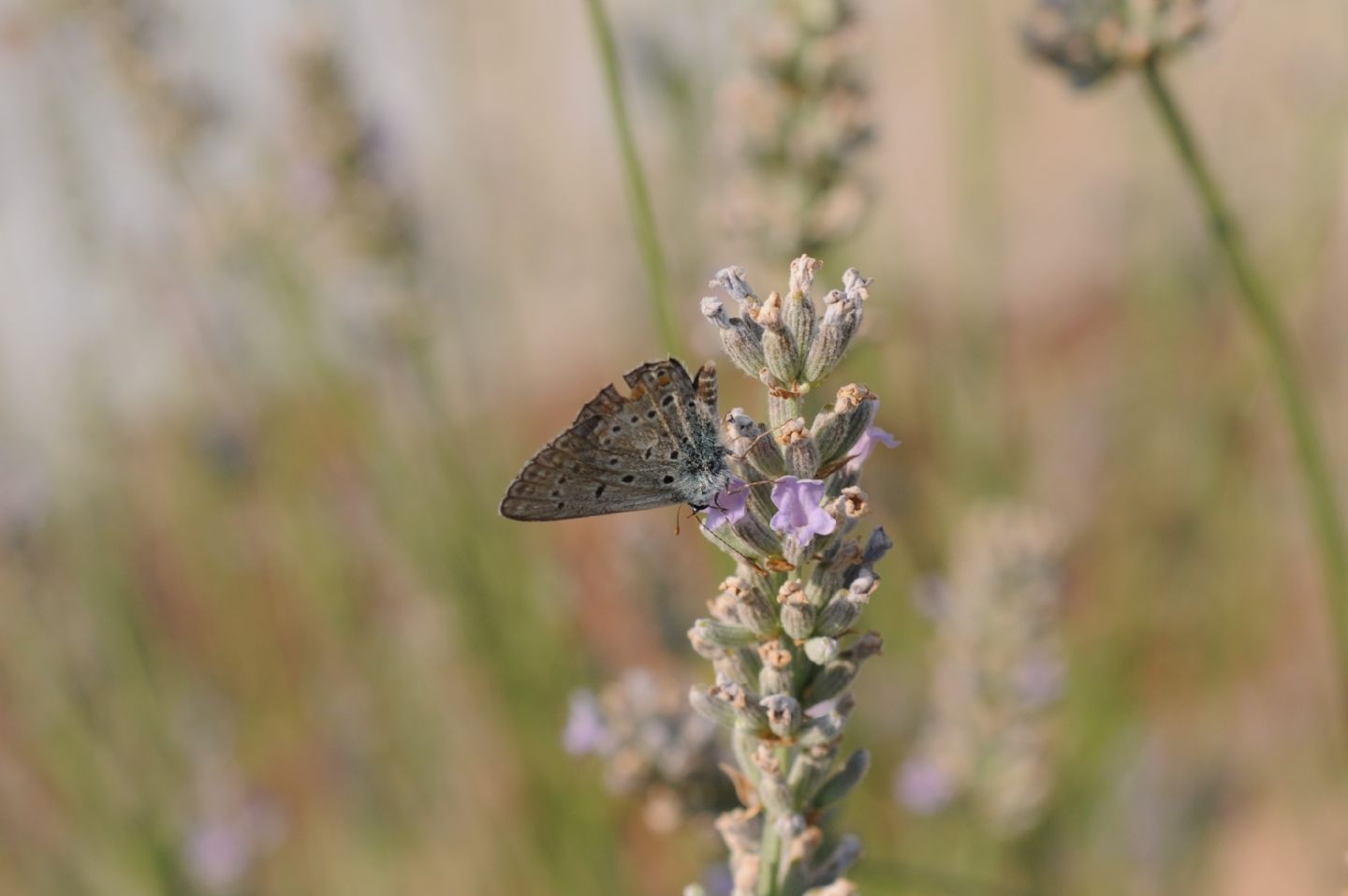 Licenidi da ID - Polyommatus (Polyommatus) icarus