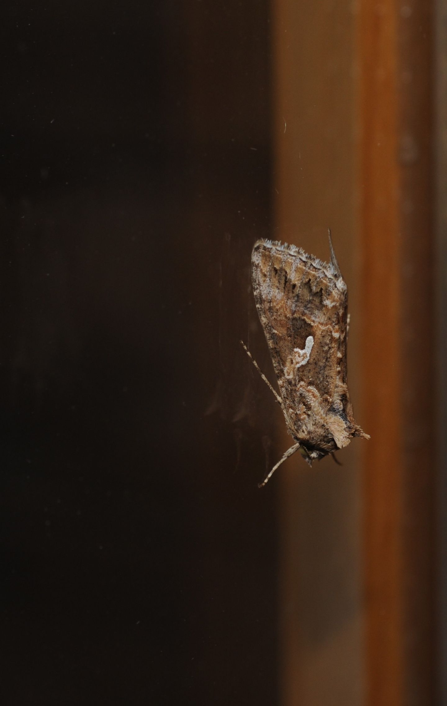 Noctuide da ID - Autographa gamma