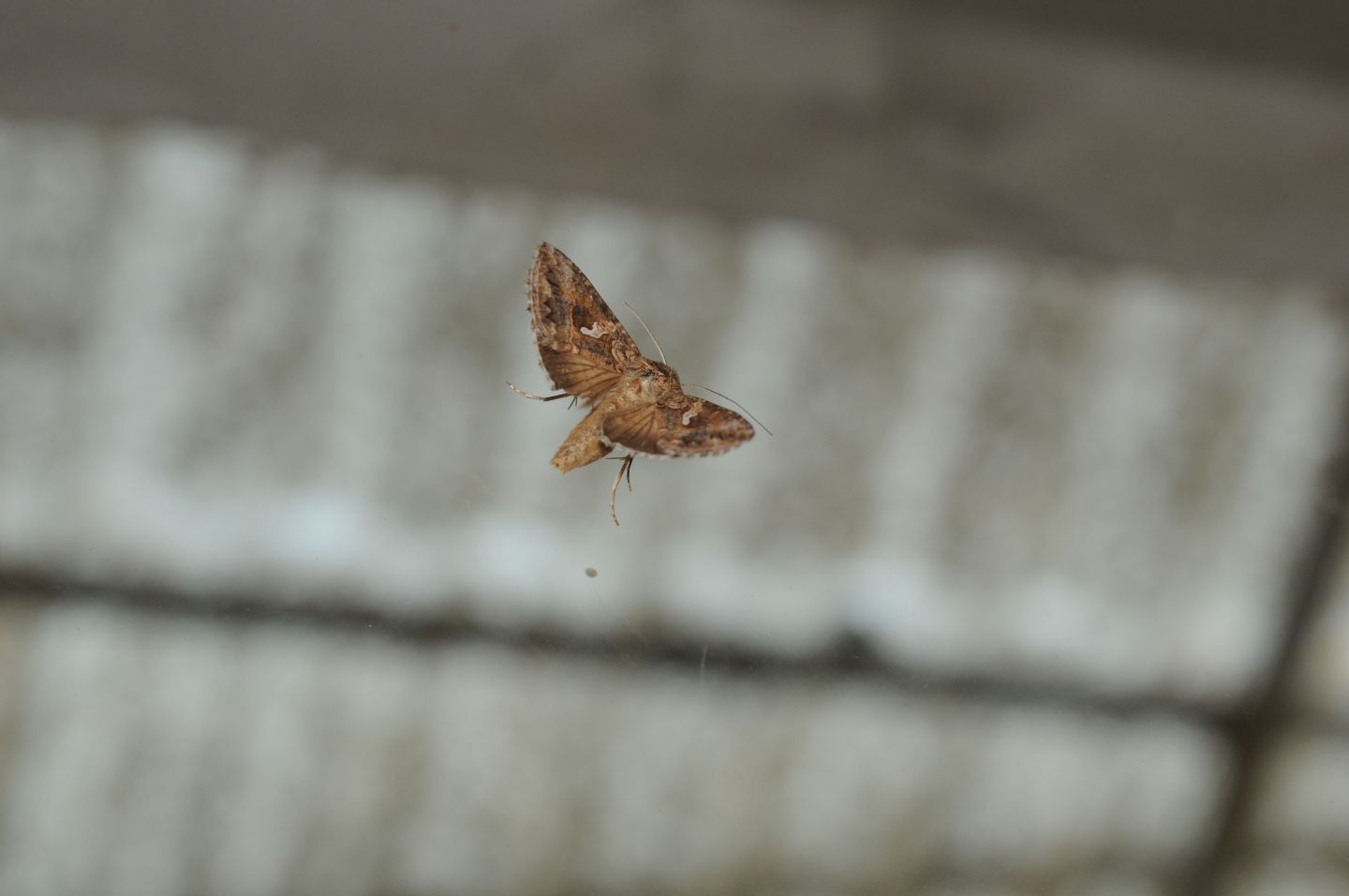 Noctuide da ID - Autographa gamma