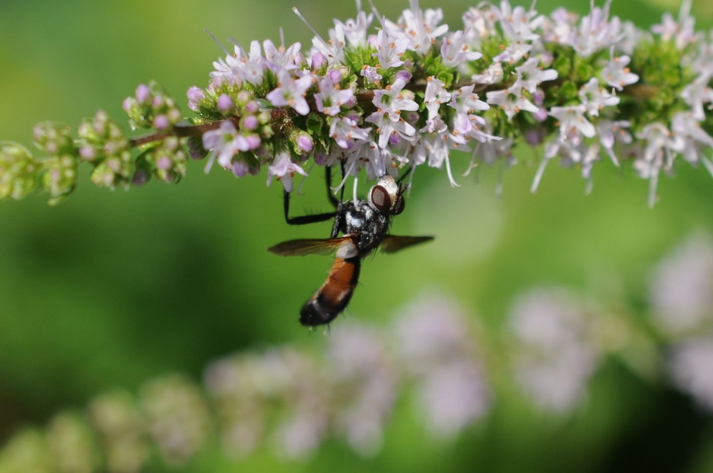 Cylindromyia sp. (Tachinidae)