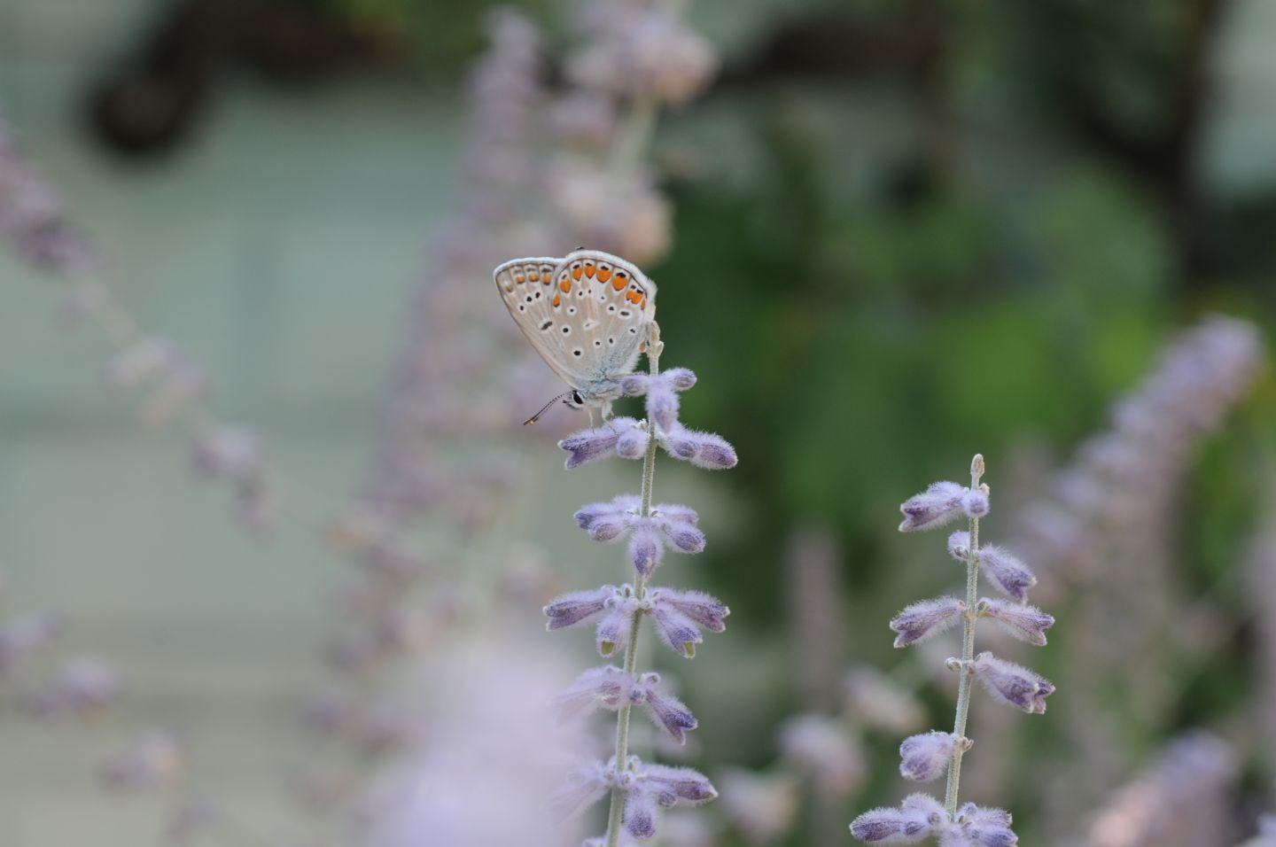 Licenidi da ID - Polyommatus (Polyommatus) icarus