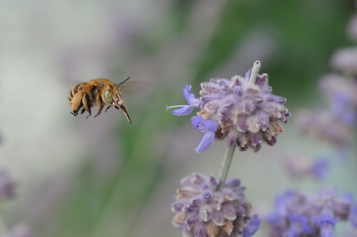 Amegilla sp. (Apidae Anthophorinae)