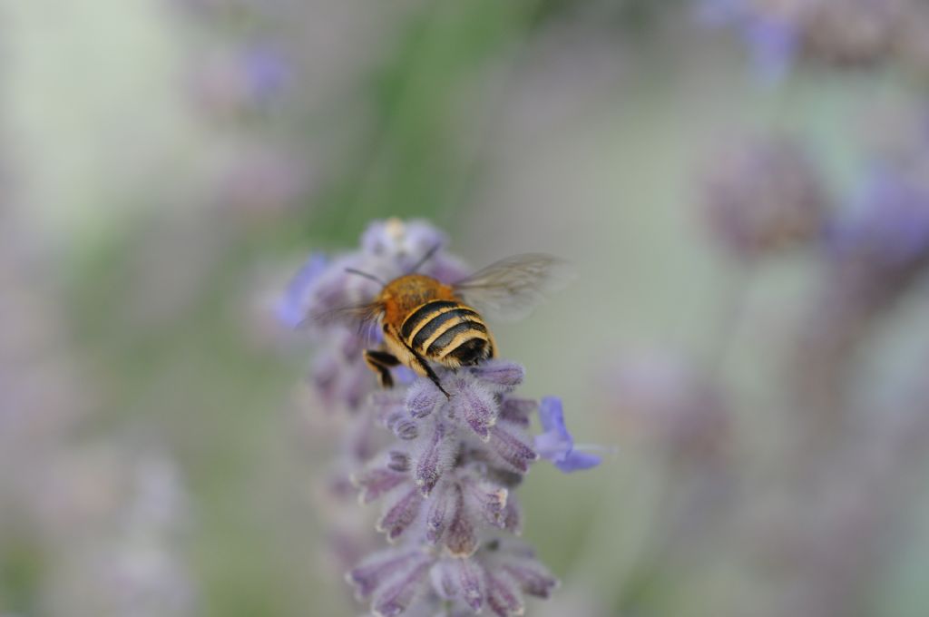 Amegilla sp. (Apidae Anthophorinae)