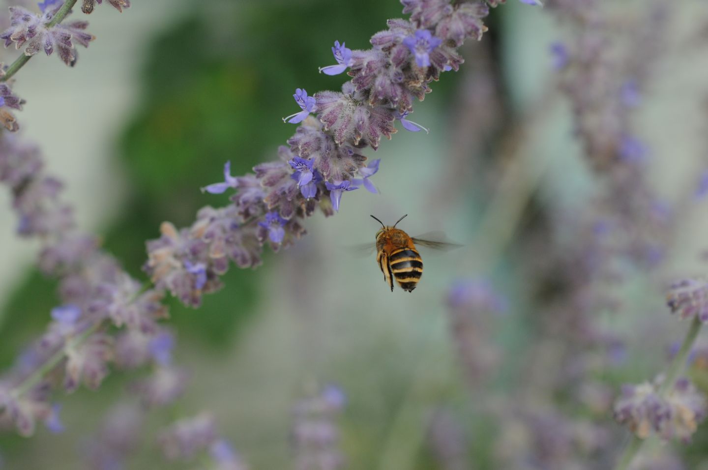 Amegilla sp. (Apidae Anthophorinae)