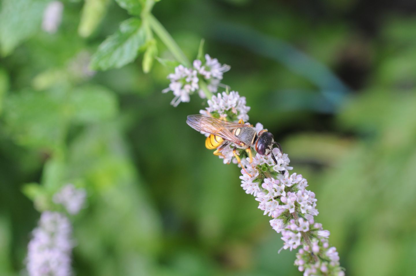 Philanthus triangulum  (Crabronidae)