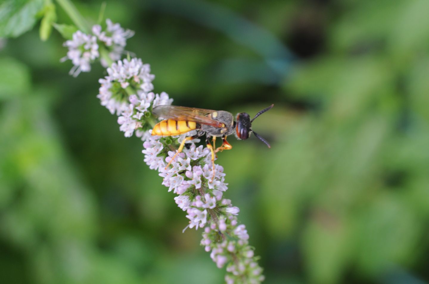 Philanthus triangulum  (Crabronidae)