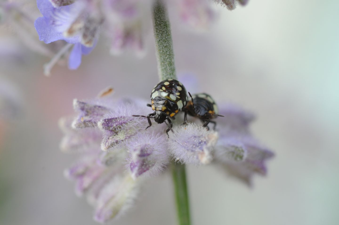 Pentatomidae: piccolo variopinto di Nezara viridula