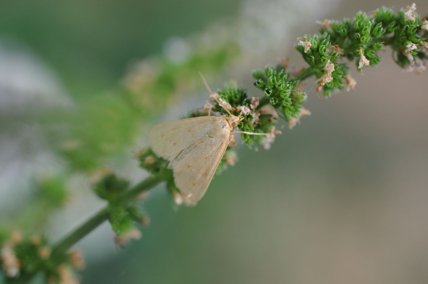 Lepidottero da ID - Achyra nudalis