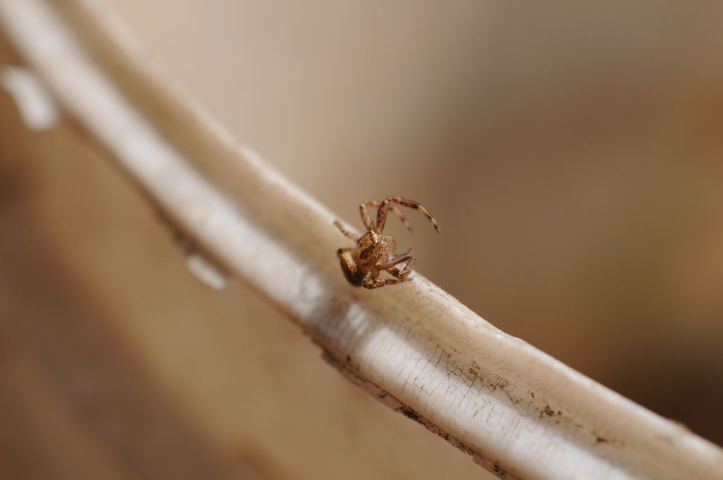 Xysticus sp. - San Giuliano Nuovo di Alessandria (AL)