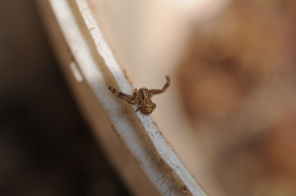 Xysticus sp. - San Giuliano Nuovo di Alessandria (AL)