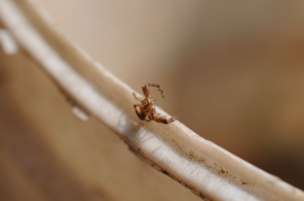 Xysticus sp. - San Giuliano Nuovo di Alessandria (AL)