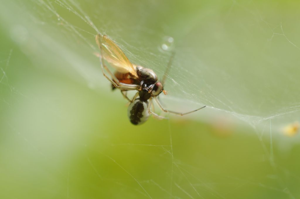 Frontinellina frutetorum - San Giuliano Nuovo (AL)