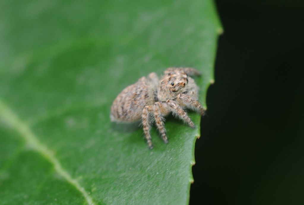 Philaeus chrysops - San Giuliano Nuovo (AL)