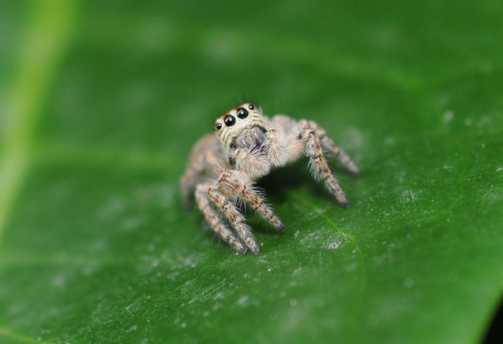 Philaeus chrysops - San Giuliano Nuovo (AL)