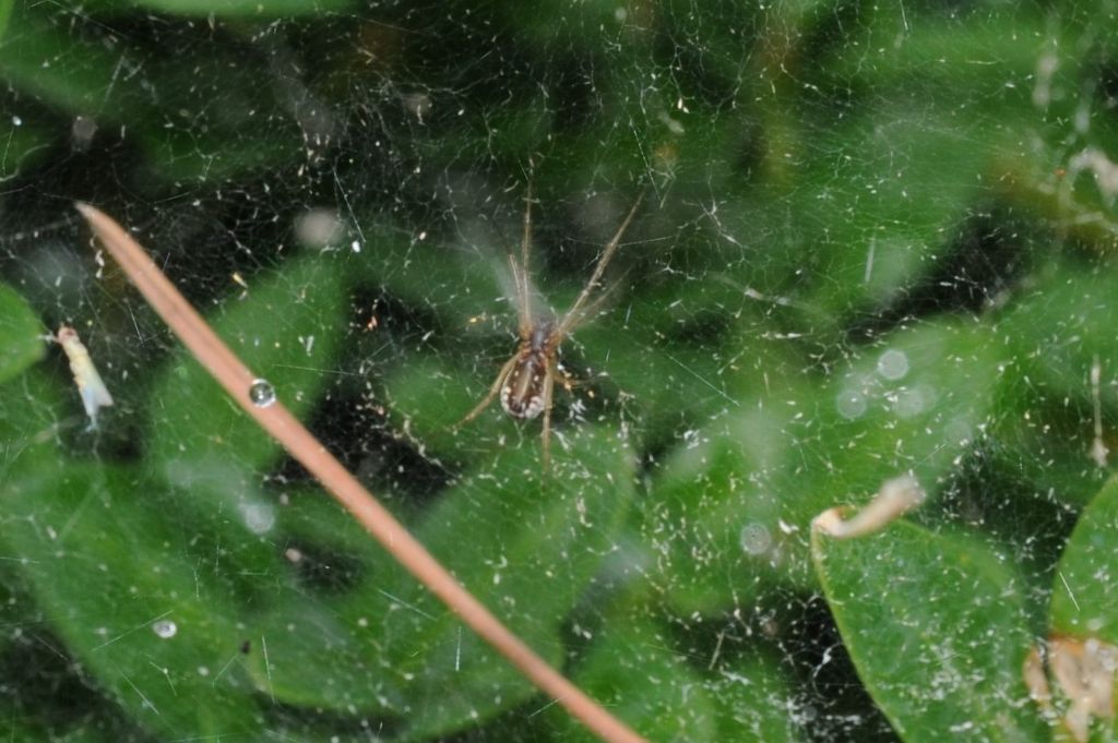 Frontinellina frutetorum - San Giuliano Nuovo (AL)