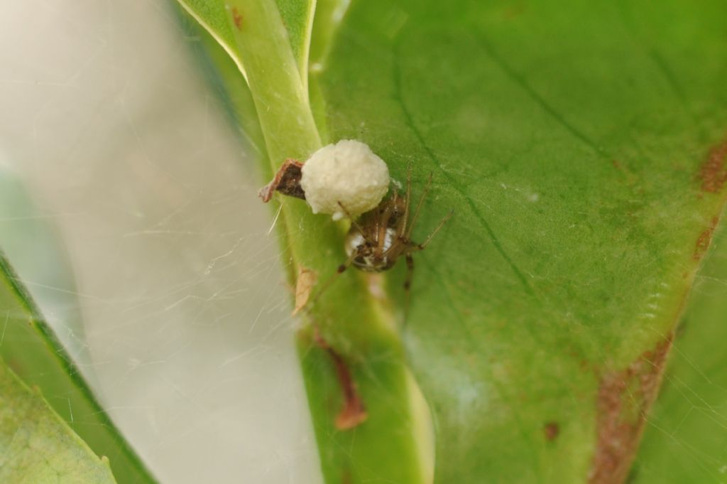 Frontinellina frutetorum - San Giuliano Nuovo (AL)