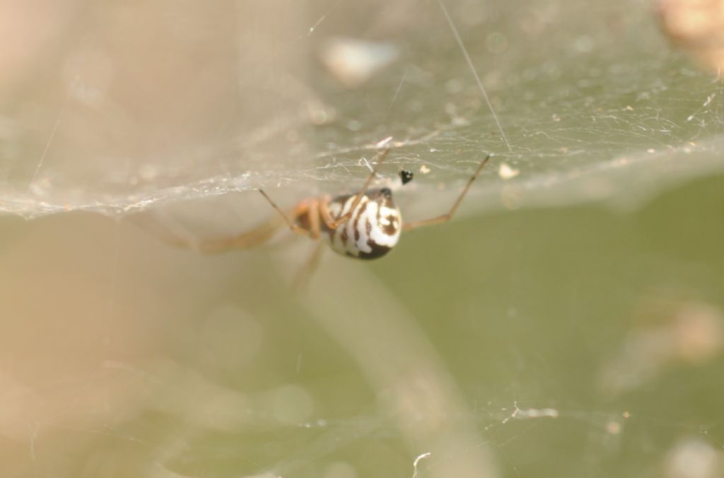 Frontinellina frutetorum - San Giuliano Nuovo (AL)