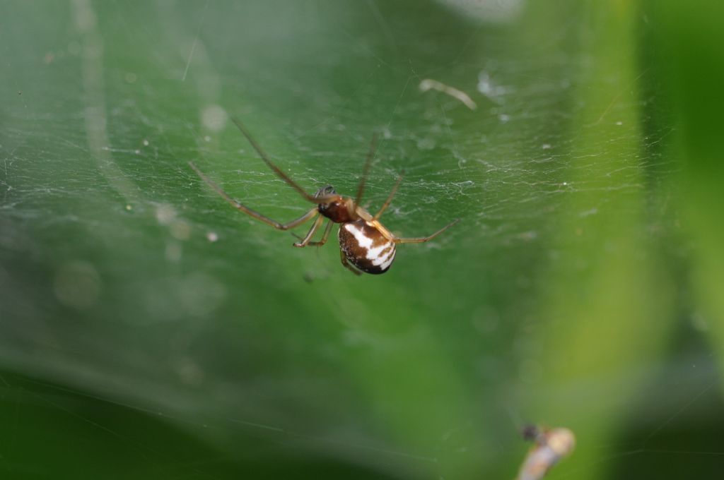 Frontinellina frutetorum - San Giuliano Nuovo (AL)