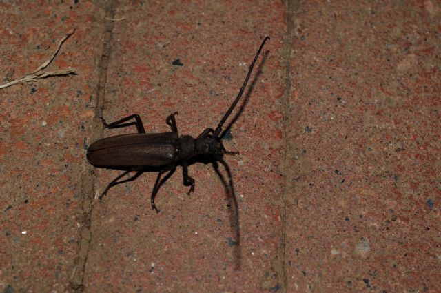 Stenapsis sp? No, Aegosoma scabricorne, Cerambycidae