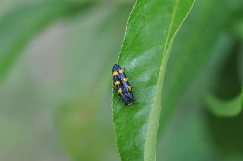 Ptosima undecimmaculata - Buprestidae