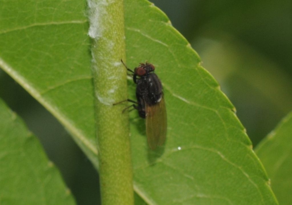 Minettia longipennis (Lauxaniidae)