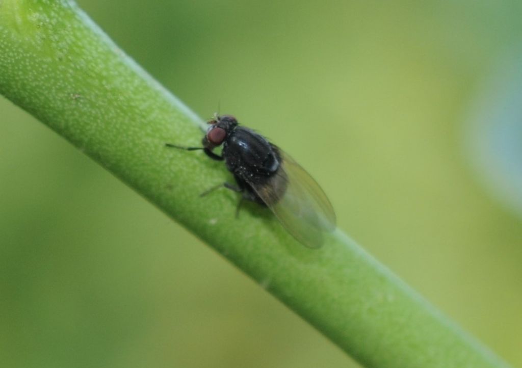 Minettia longipennis (Lauxaniidae)